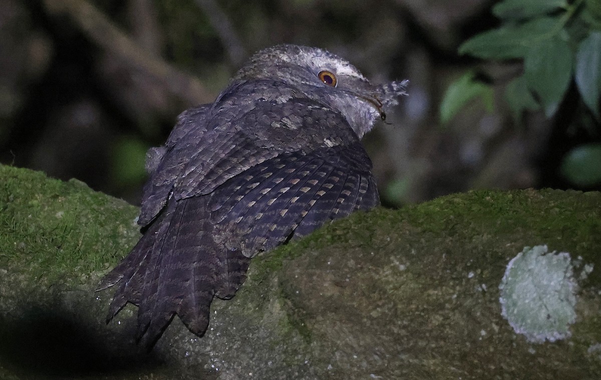 Marbled Frogmouth - ML626527057