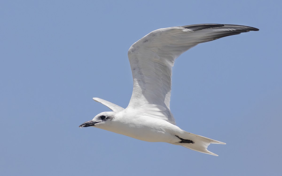 Gull-billed Tern - ML626527103