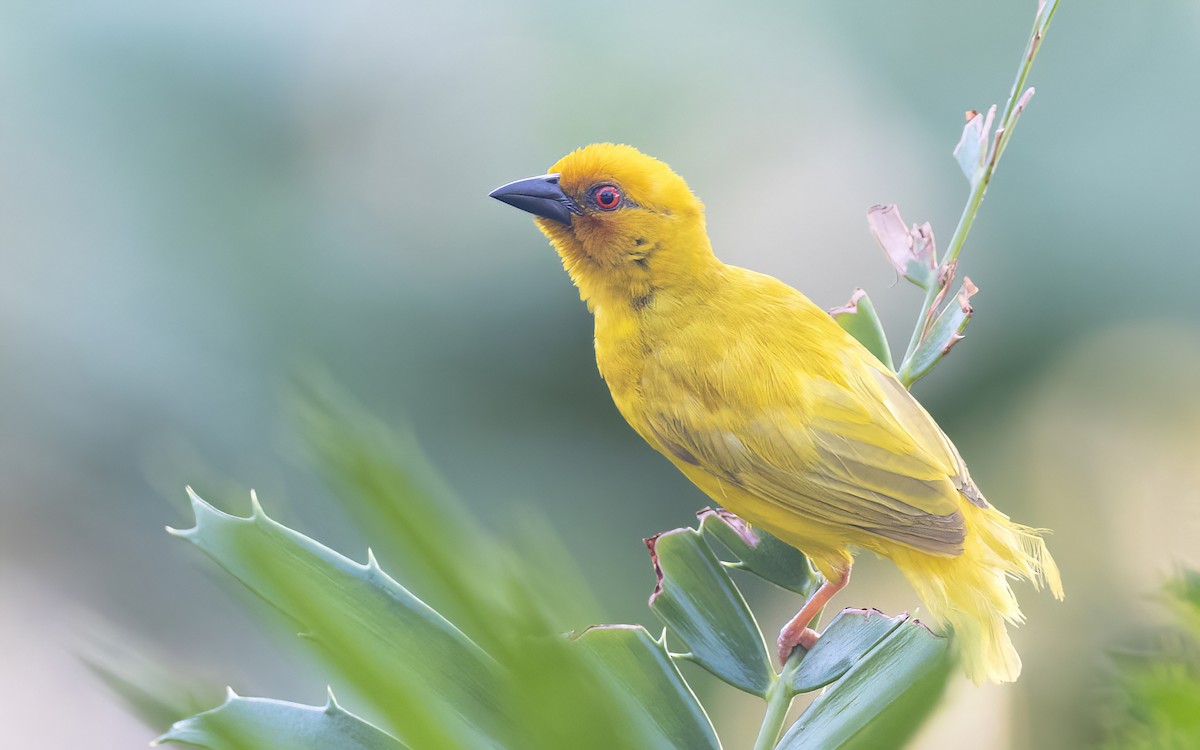 African Golden-Weaver - ML626527107