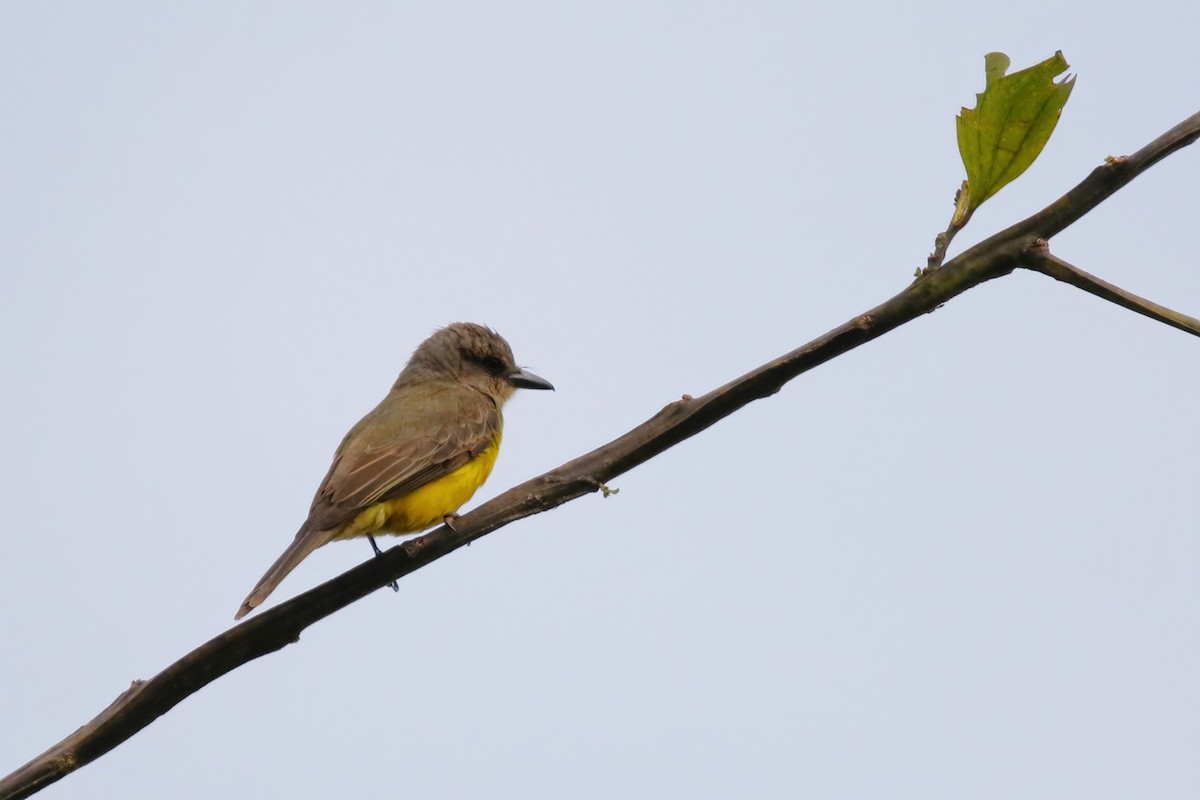 Dusky-chested Flycatcher - ML626527246