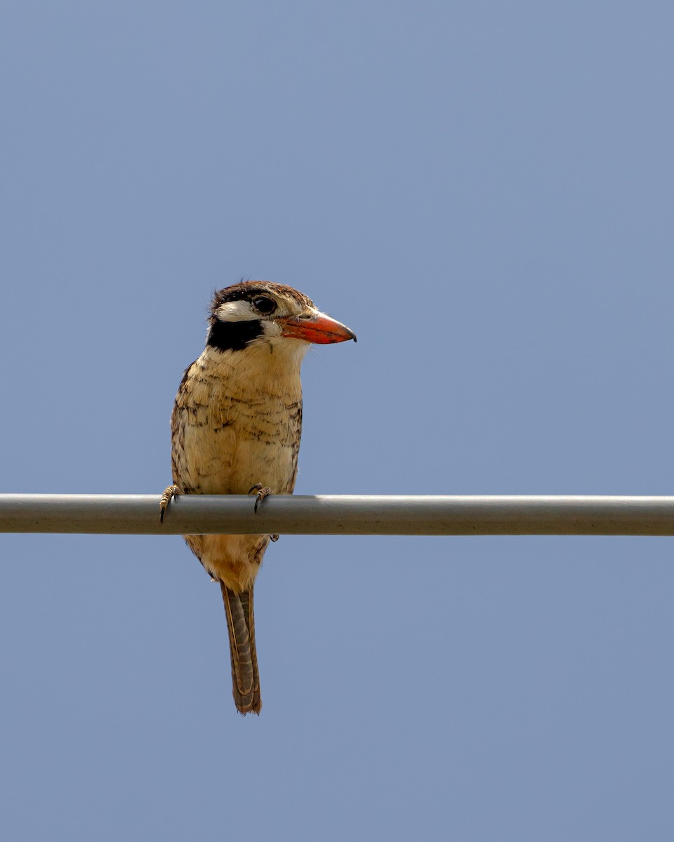 White-eared Puffbird - ML626527336