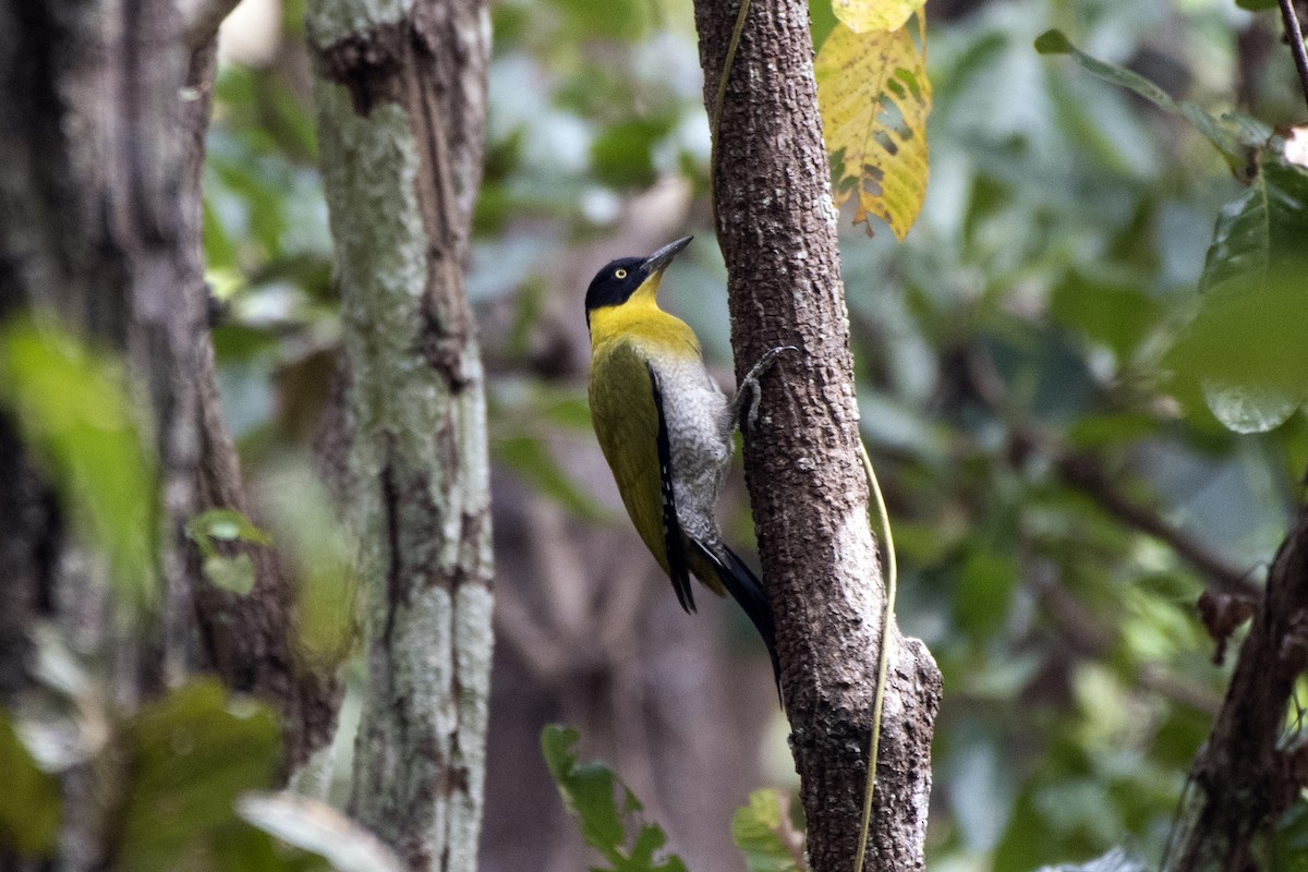 Black-headed Woodpecker - ML626527460