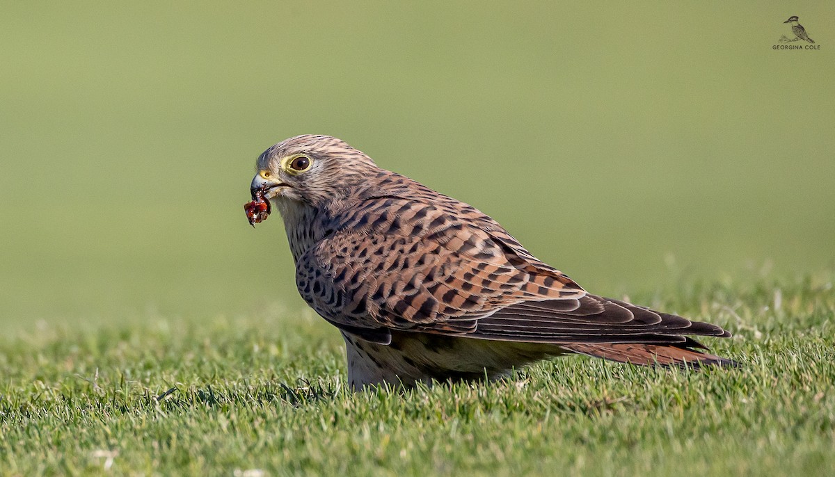 Eurasian Kestrel - ML626527462