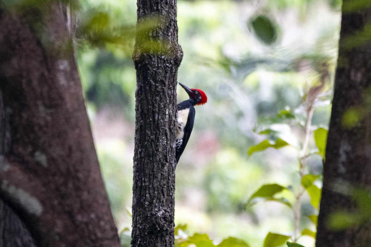 White-bellied Woodpecker - ML626527468