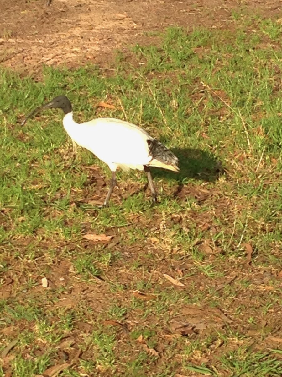 Australian Ibis - ML626527585