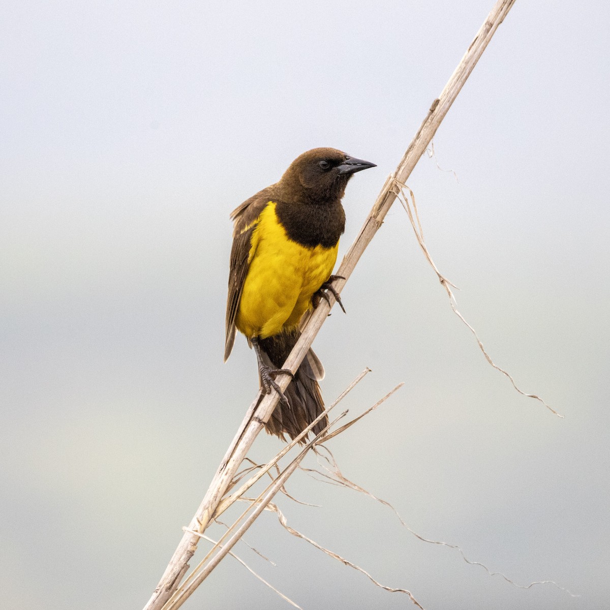 Yellow-rumped Marshbird - ML626527700