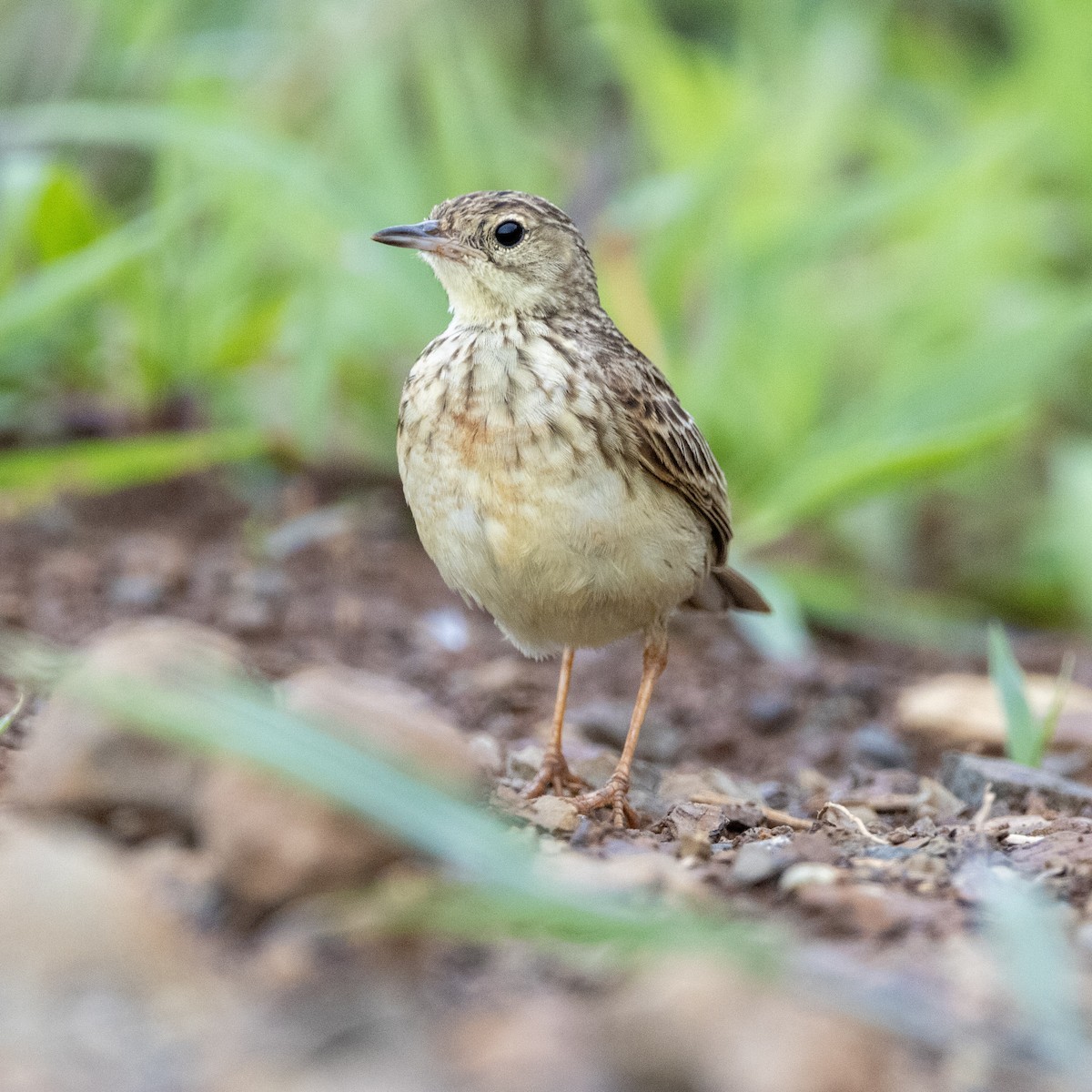 Yellowish Pipit - ML626527706