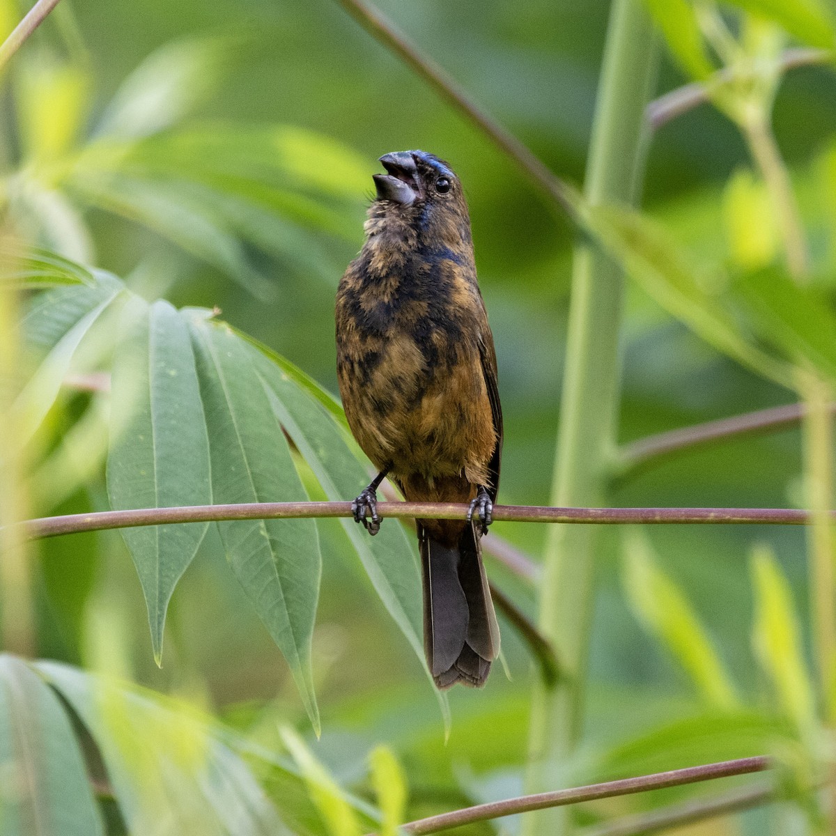 Ultramarine Grosbeak - ML626527714