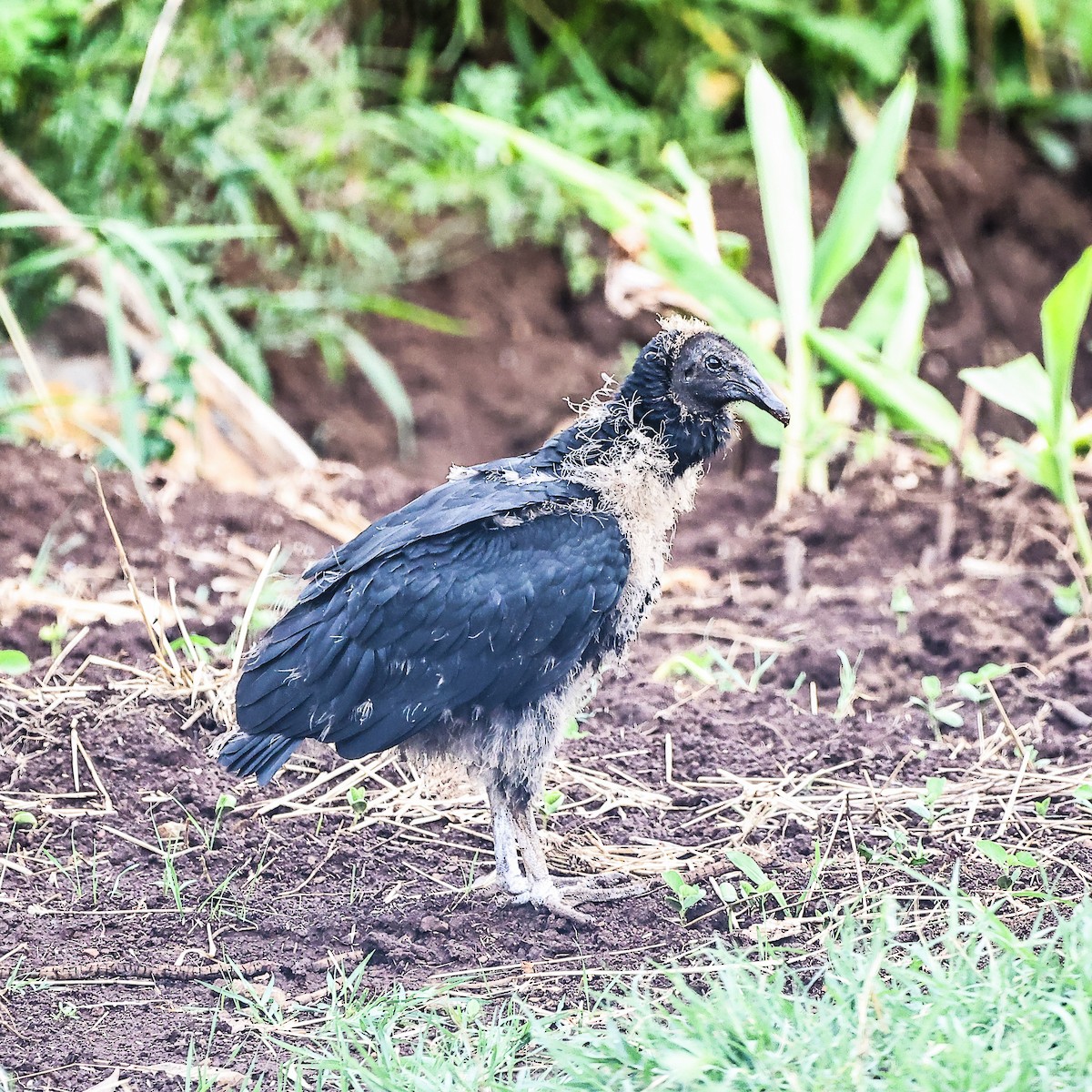 Black Vulture - ML626527725