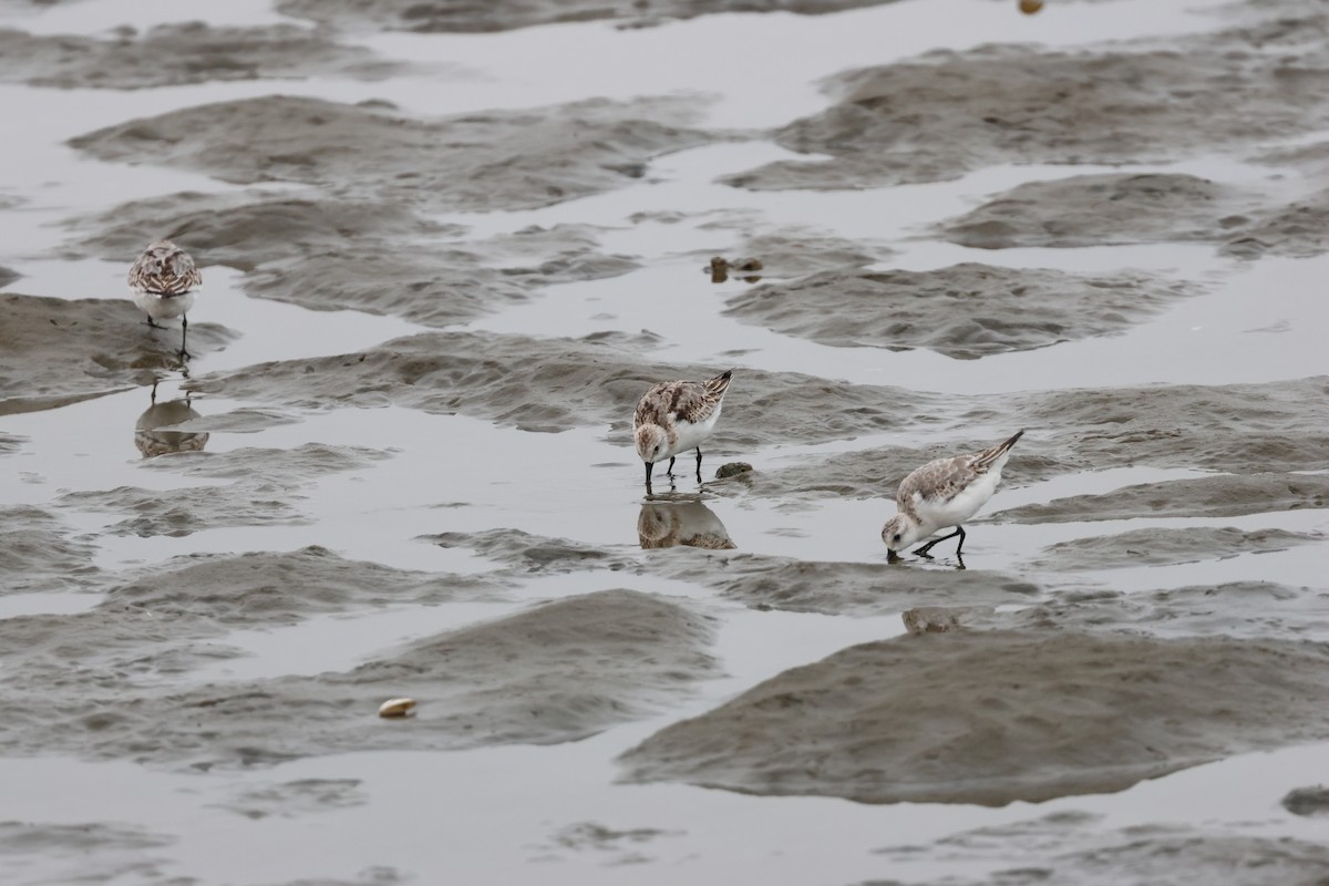 Bécasseau sanderling - ML626527923