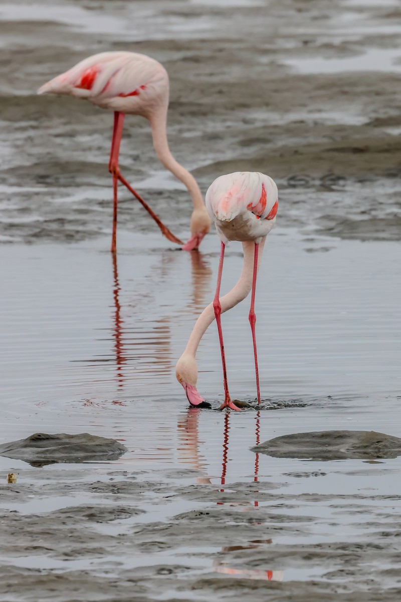 Flamant rose - ML626527947