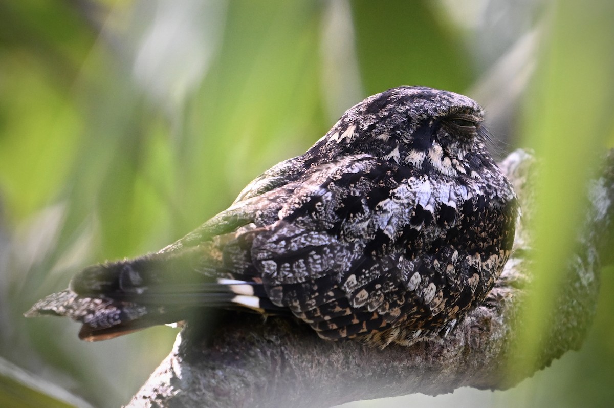 Gray Nightjar - ML626527952