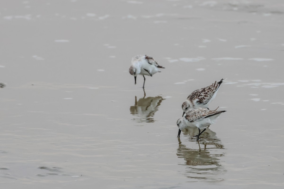 Bécasseau sanderling - ML626527974