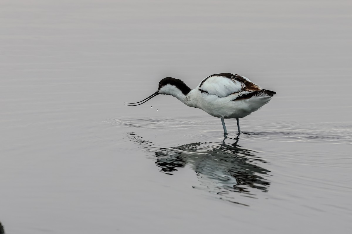 Avocette élégante - ML626527997