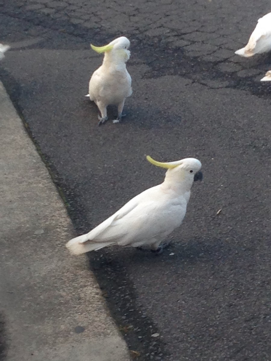 Sulphur-crested Cockatoo - ML626528013