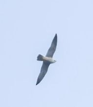 Mississippi Kite - ML626528202