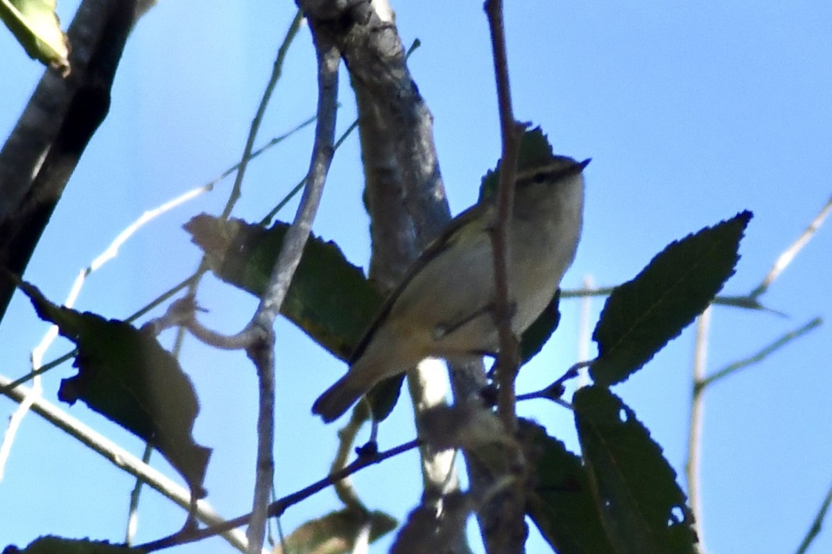 Hume's Warbler - Javier Noguera García