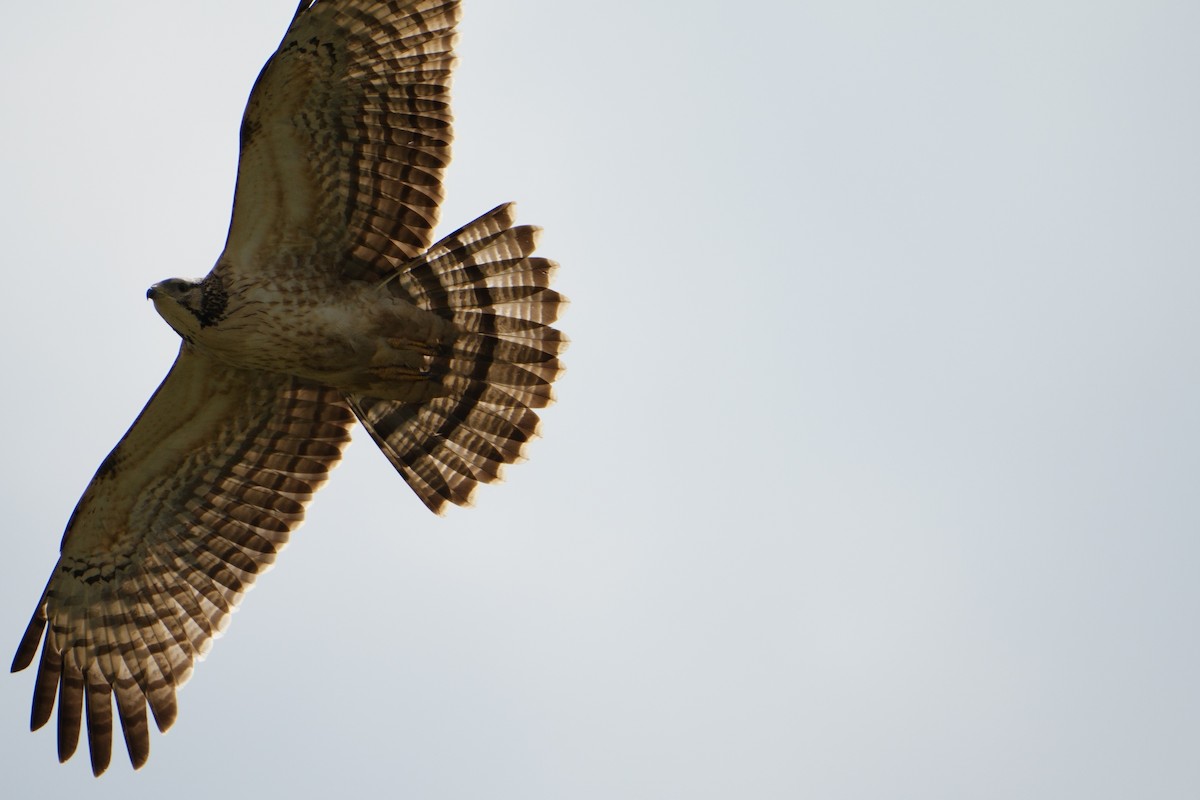 včelojed chocholatý - ML626528305