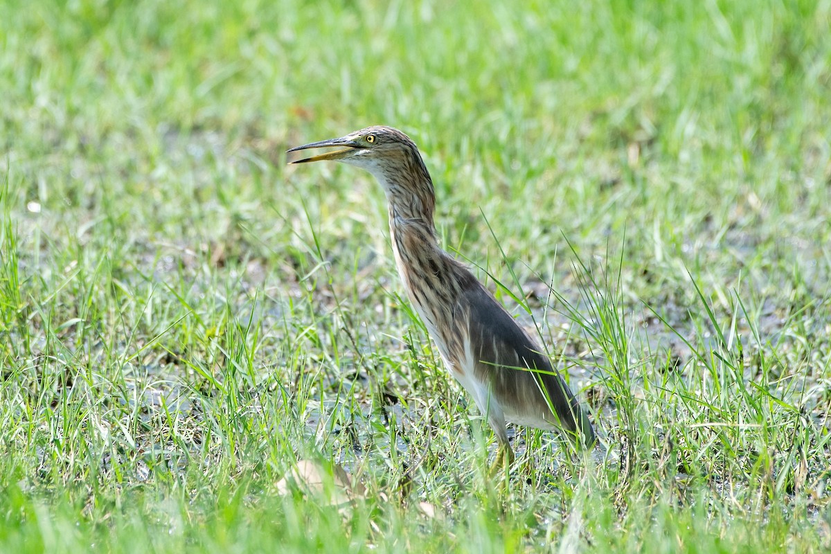 Chinese Pond-Heron - ML626528334