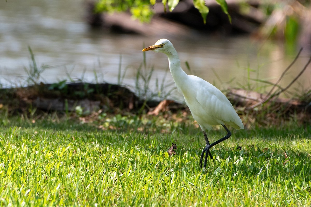 Eastern Cattle-Egret - ML626528353