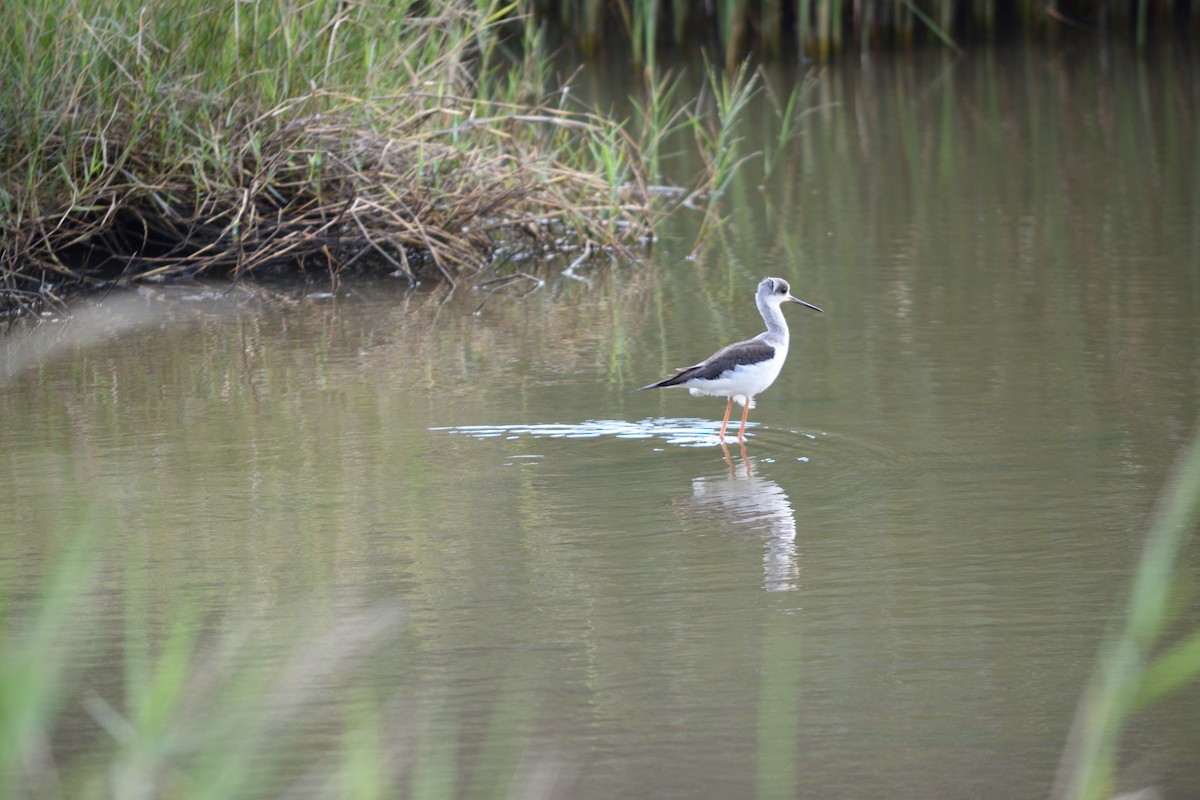 Black-winged Stilt - ML626528473