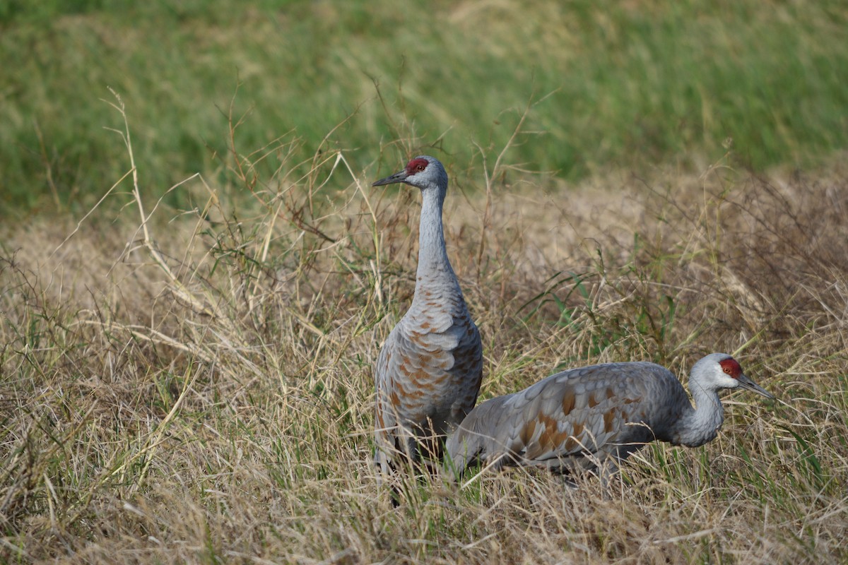 Sandhill Crane - ML626528494