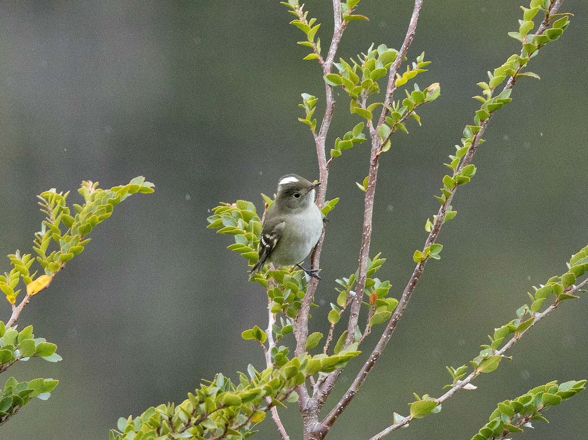 White-crested Elaenia (Chilean) - ML626528556