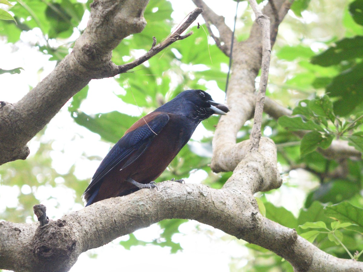 Lidth's Jay - ML626528562