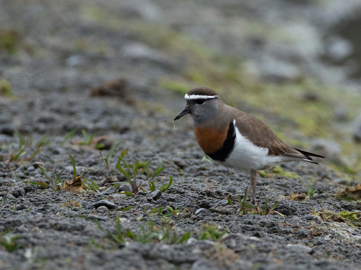 Rufous-chested Dotterel - ML626528581