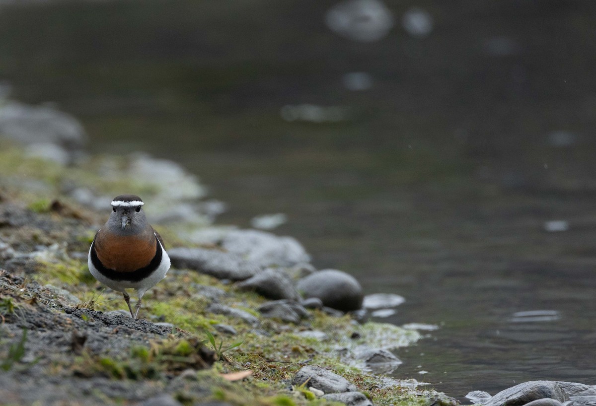 Rufous-chested Dotterel - ML626528582