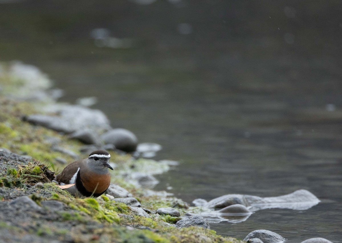 Rufous-chested Dotterel - ML626528583