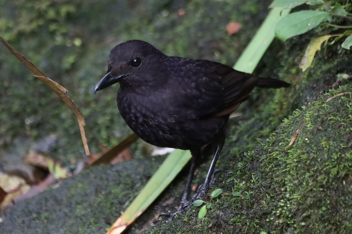 Bornean Whistling-Thrush - ML626528603
