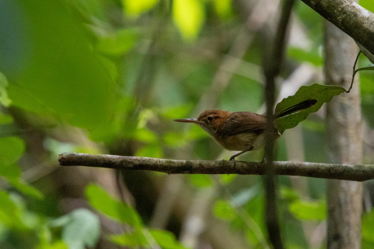 Long-billed Gnatwren - ML626528641