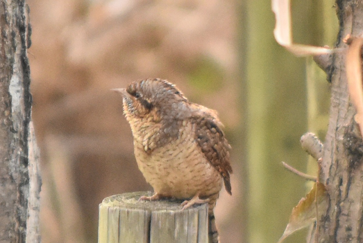 Eurasian Wryneck - ML626528707