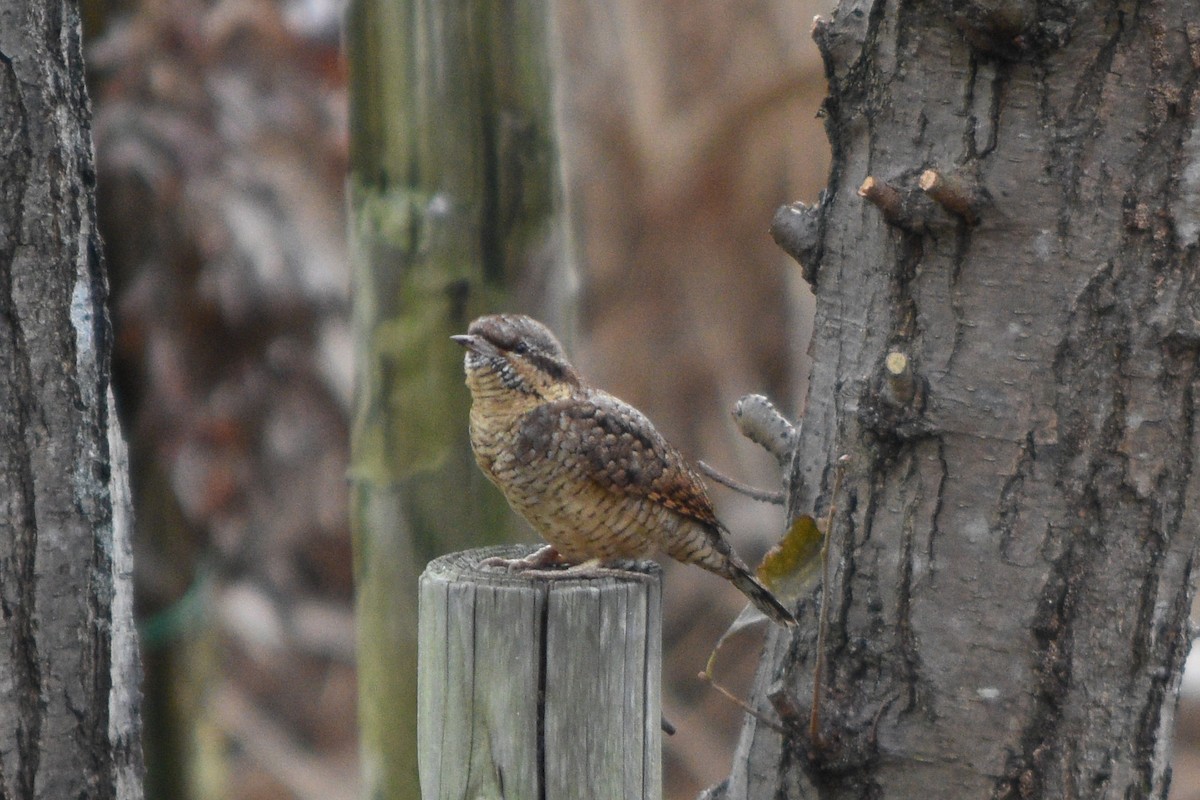 Eurasian Wryneck - ML626528708