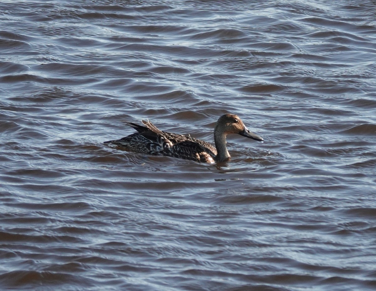 Northern Pintail - ML626528776