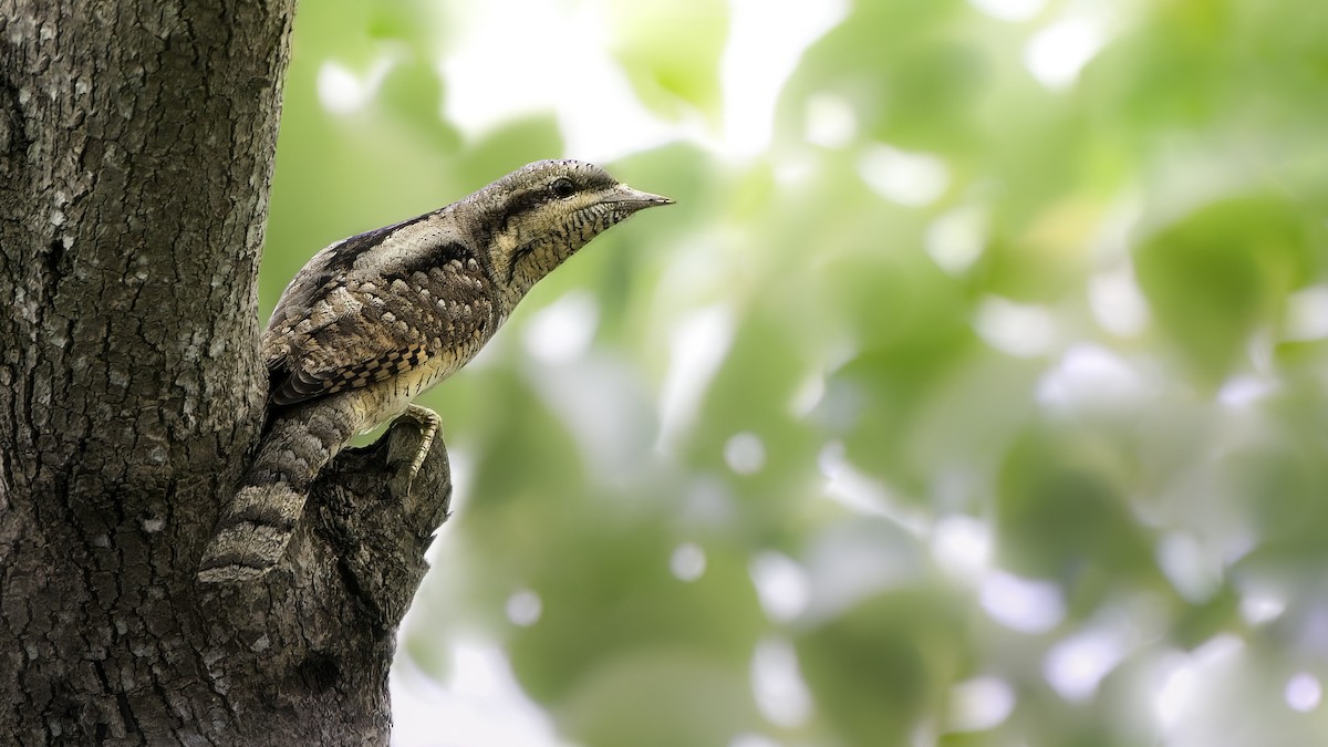 Eurasian Wryneck - ML626528779