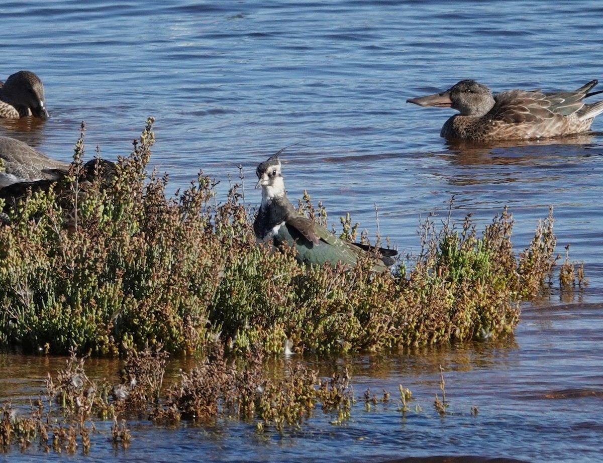 Northern Lapwing - ML626528783