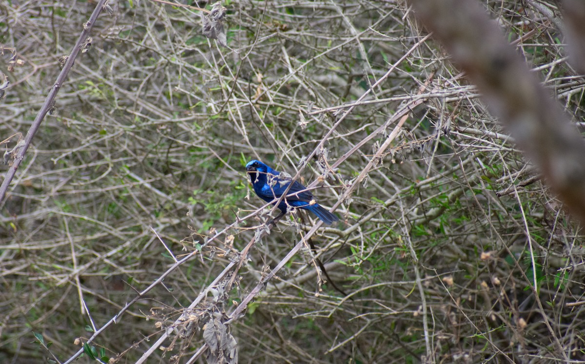 Blue Bunting - ML626529004