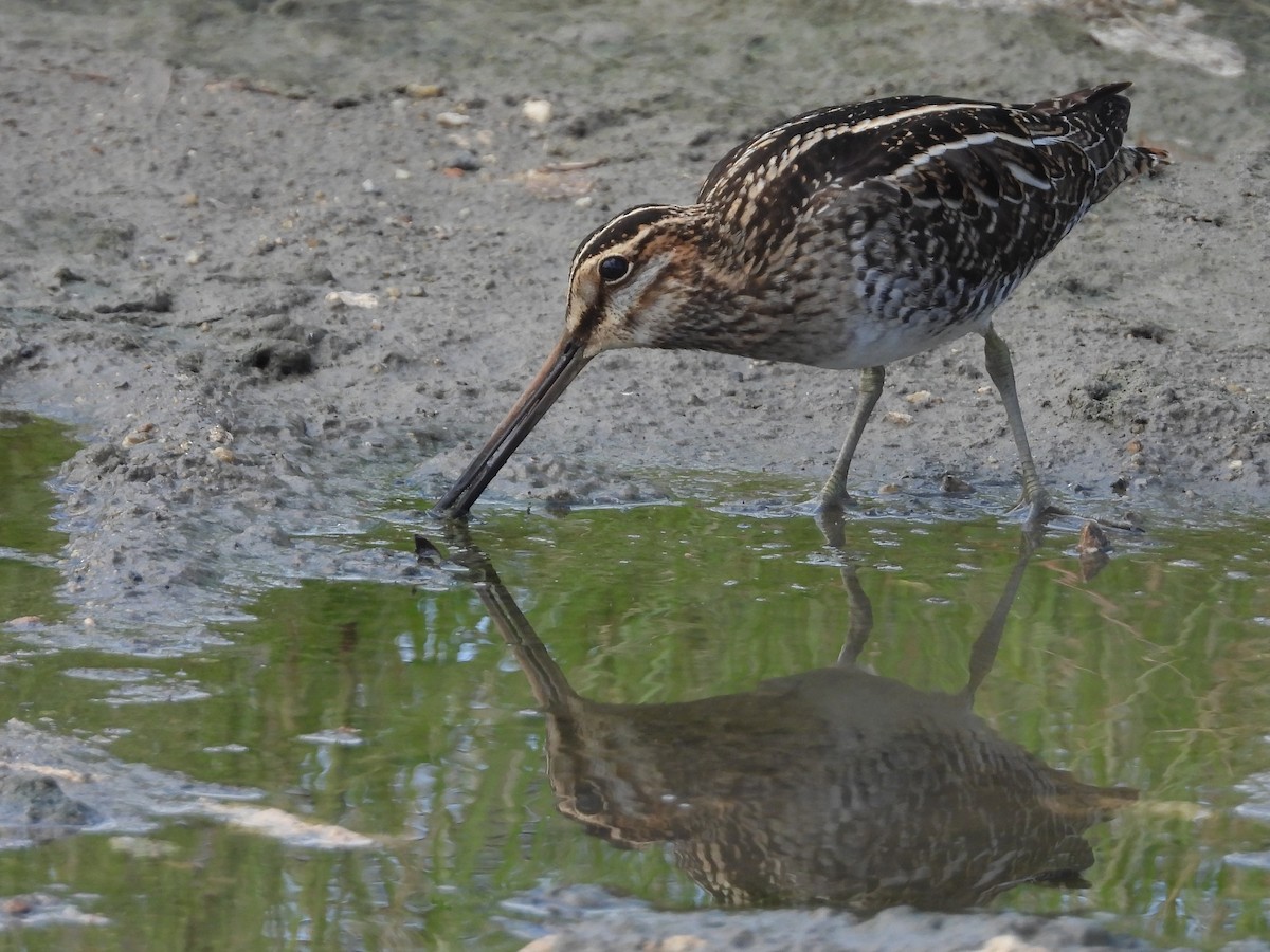 Wilson's Snipe - ML626529005