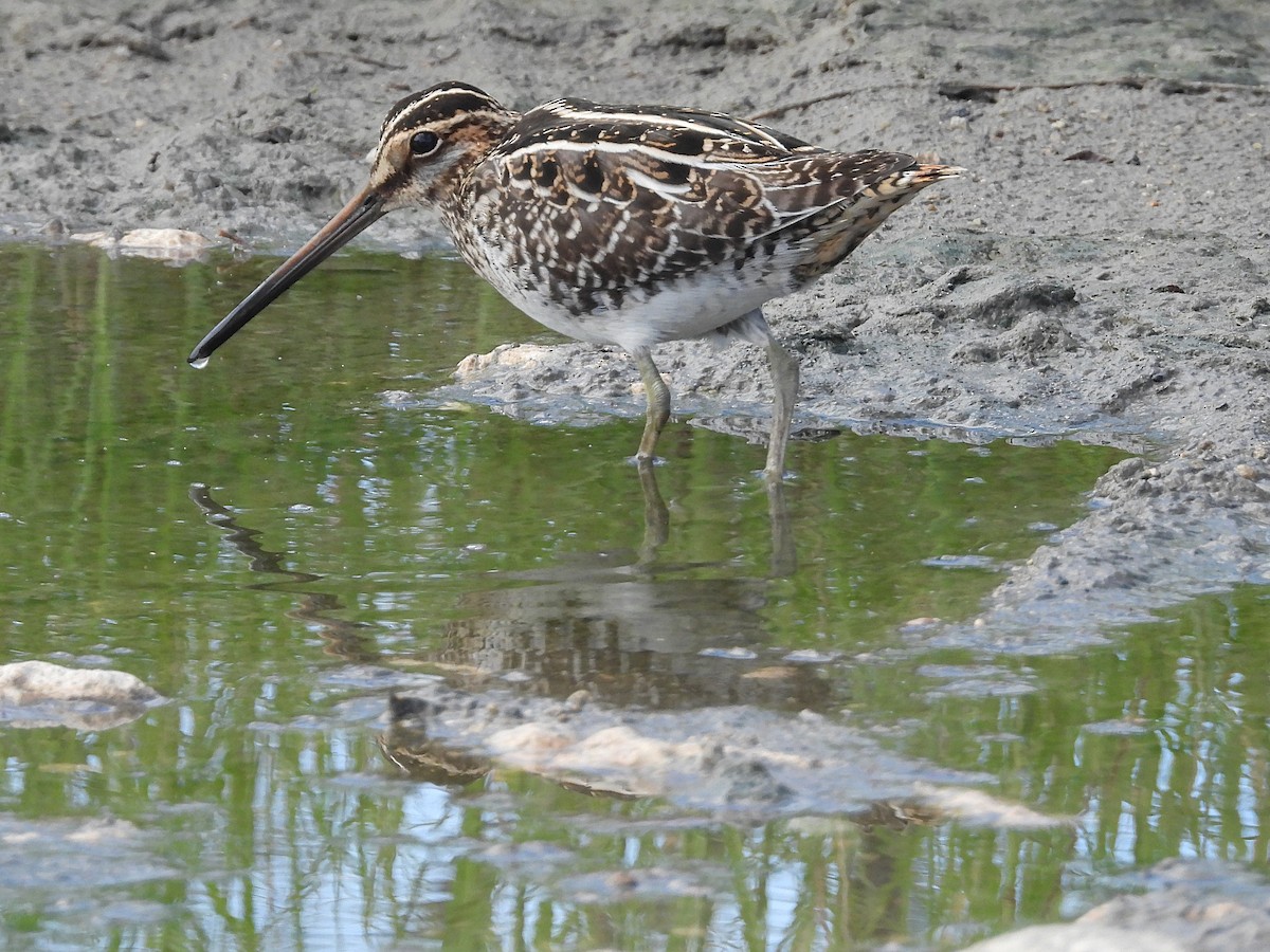 Wilson's Snipe - ML626529006