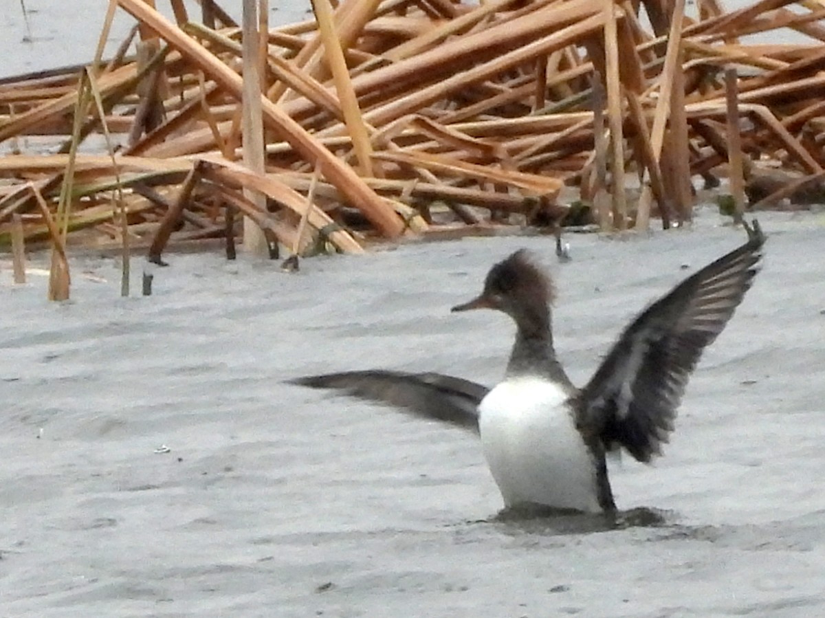 Hooded Merganser - ML626529076