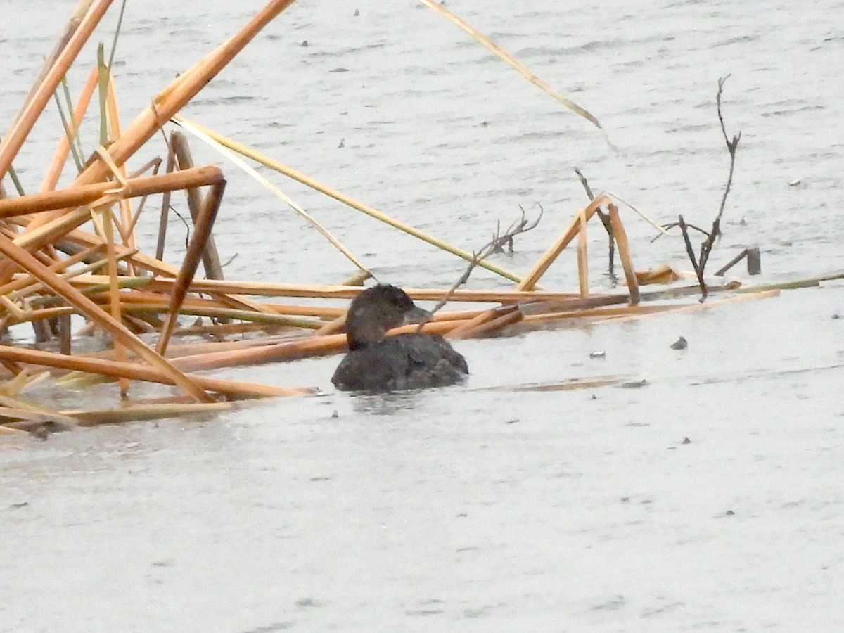 Pied-billed Grebe - ML626529104