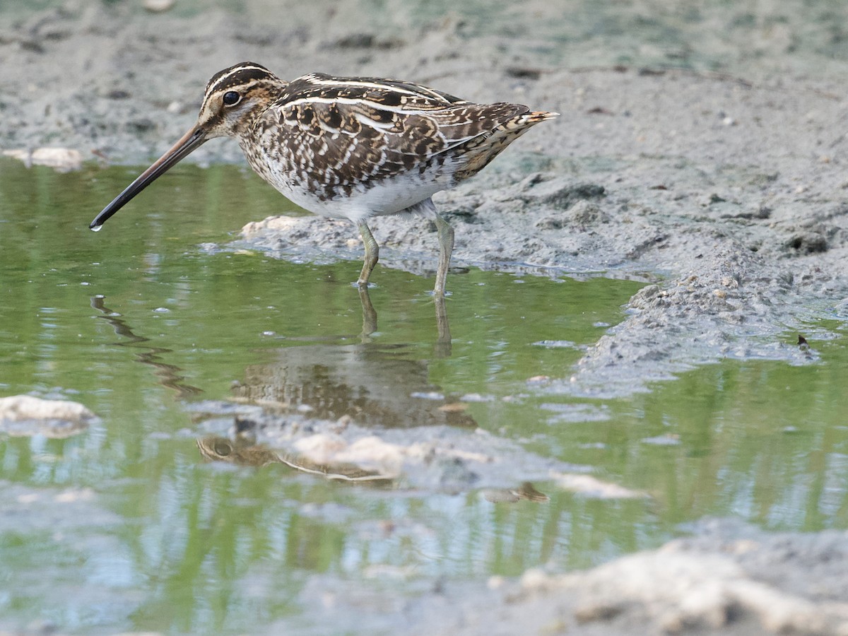 Wilson's Snipe - ML626529210