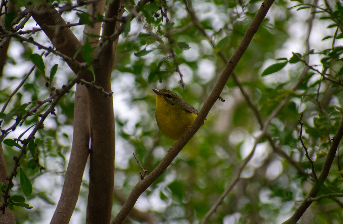 Golden-crowned Warbler - ML626529212