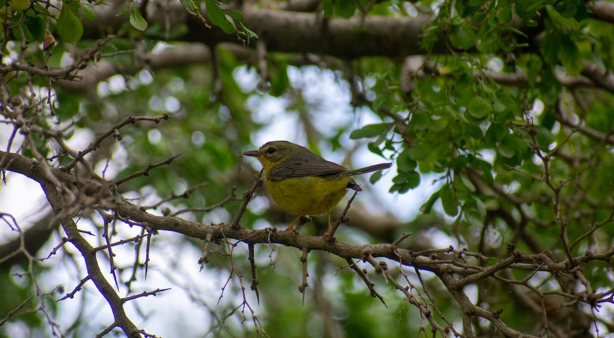 Golden-crowned Warbler - ML626529235