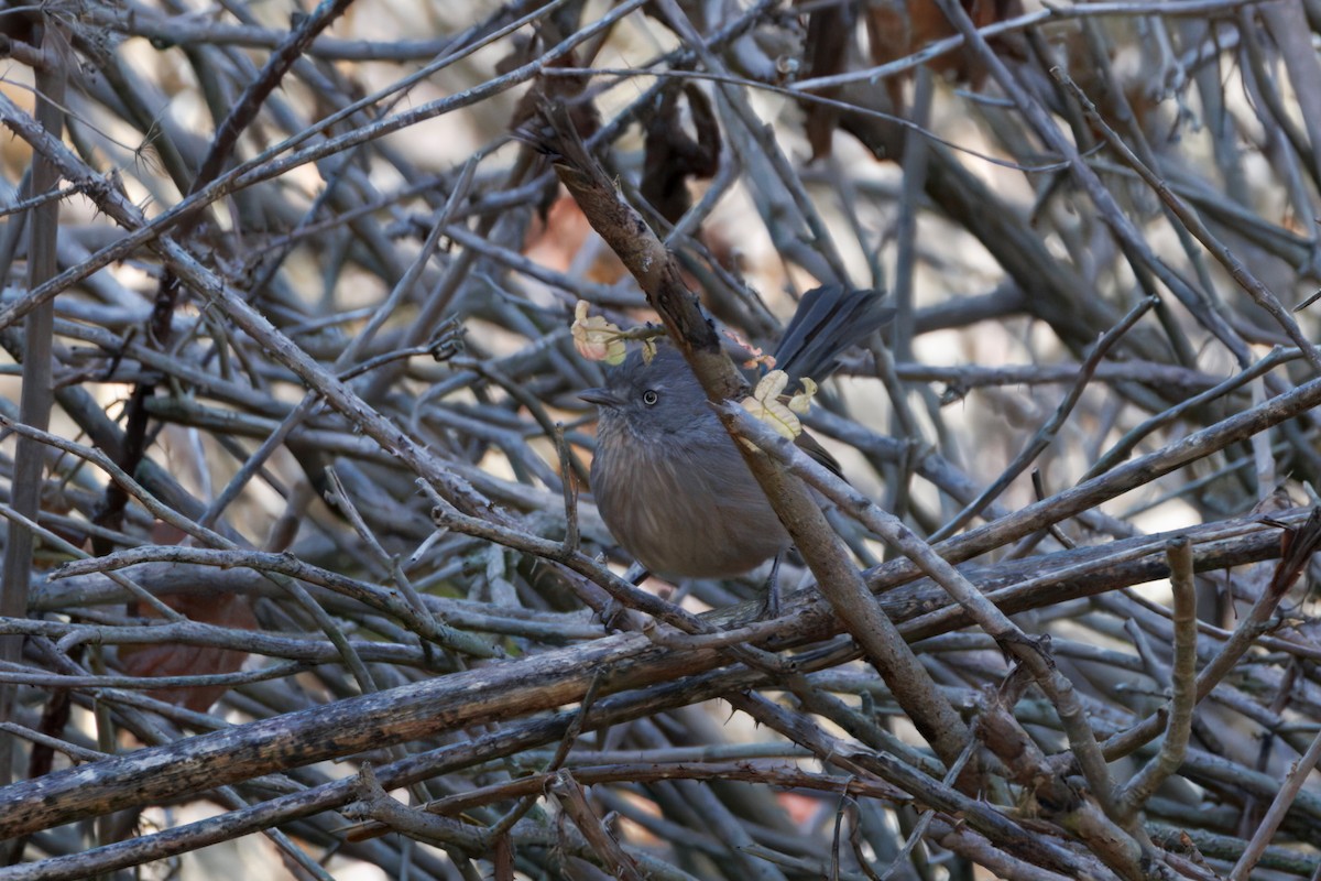 chaparralfugl - ML626529323