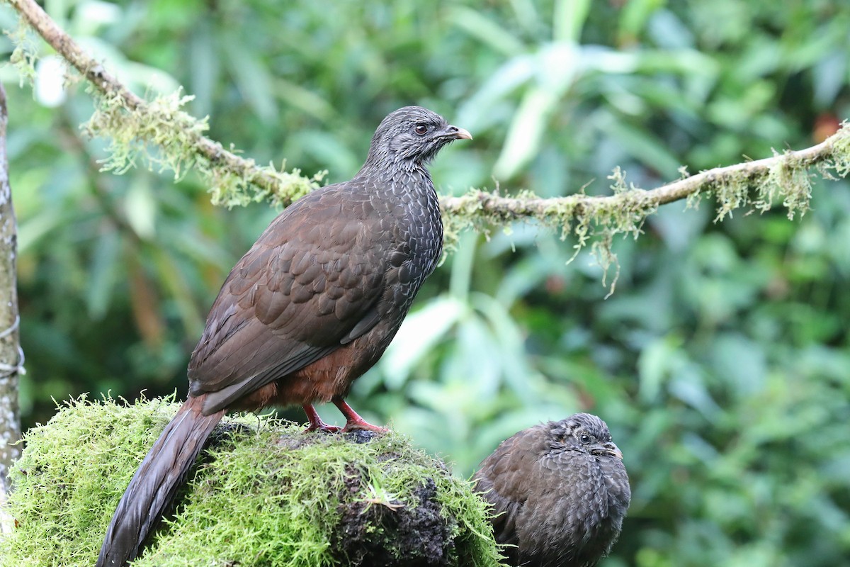 Andean Guan - ML626529377