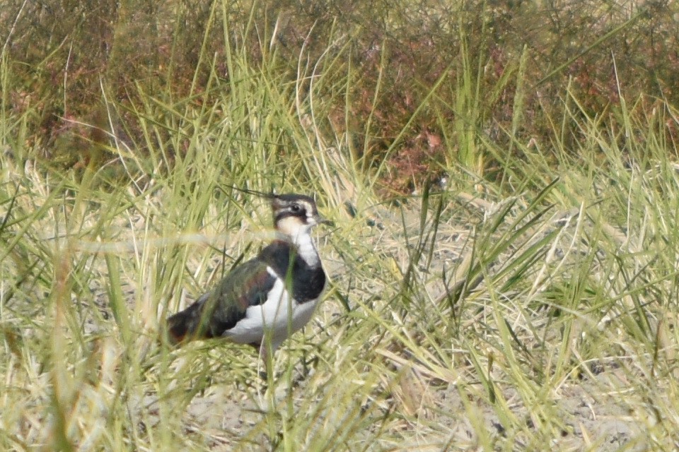 Northern Lapwing - ML626529493