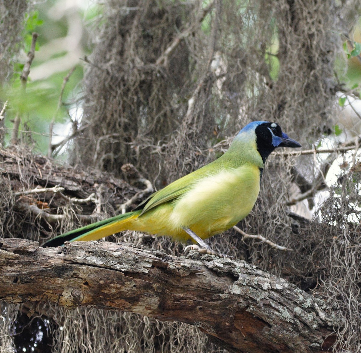 Green Jay - ML626529565